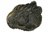 Bumpy, Enrolled Drotops Trilobite - Around #92496-2
